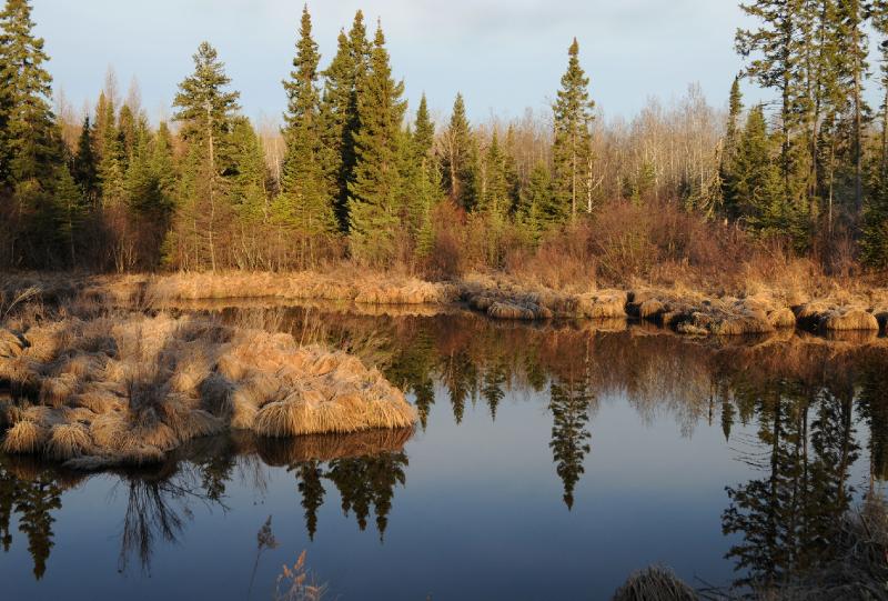 black spruce pond.jpg - A crisp morning on the fishing opener